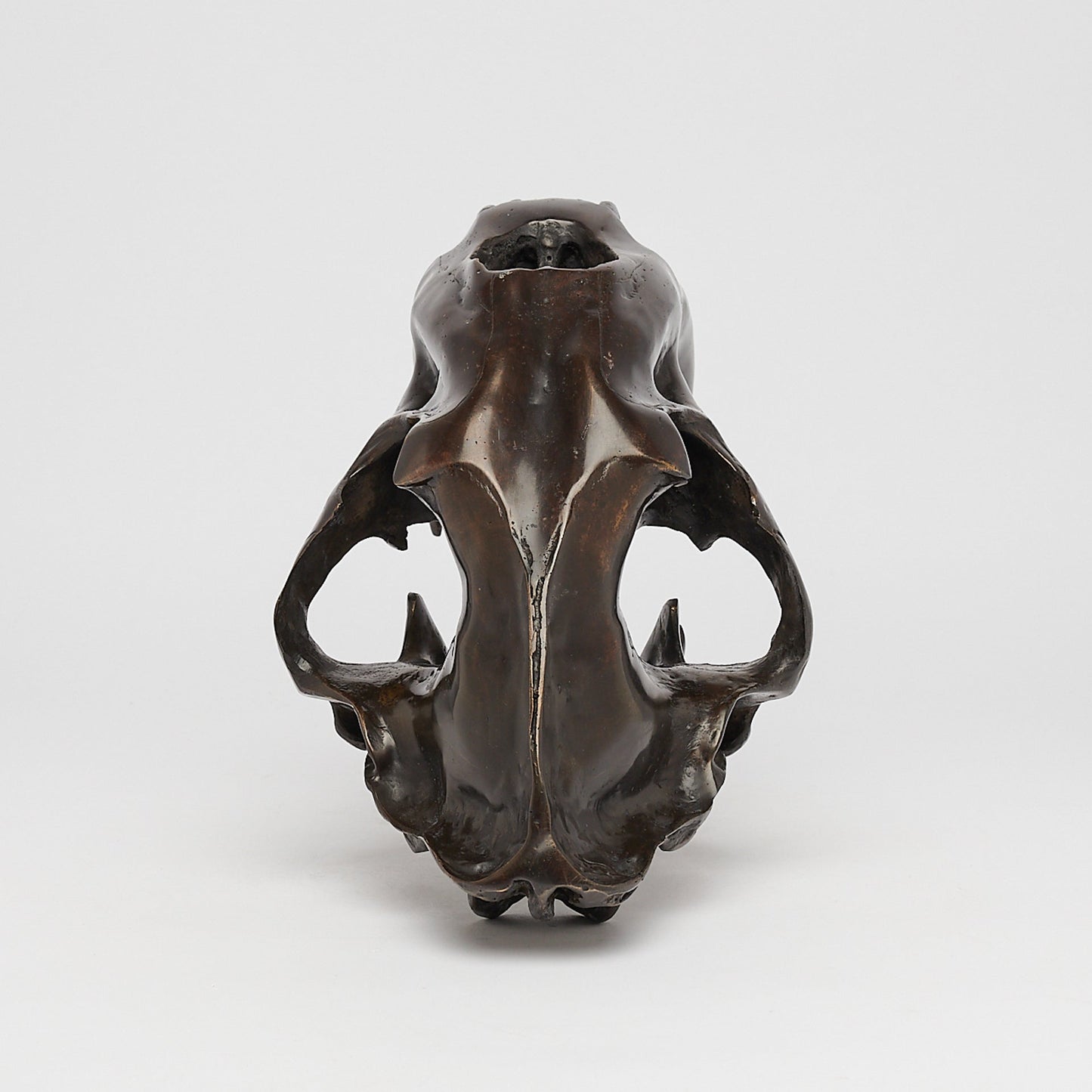 Bronze Sabertooth Tiger Skull (BR231, BR307, BR308, BR207)