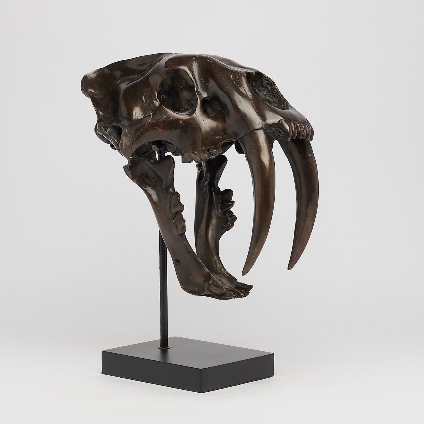 Bronze Sabertooth Tiger Skull (BR231, BR307, BR308, BR207)