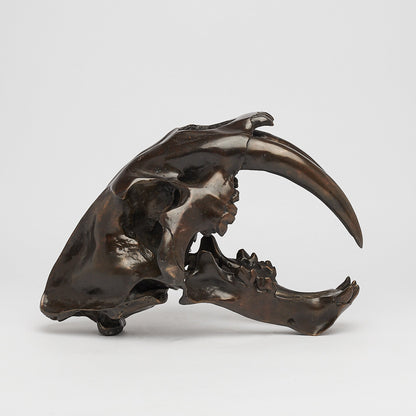 Bronze Sabertooth Tiger Skull (BR231, BR307, BR308, BR207)