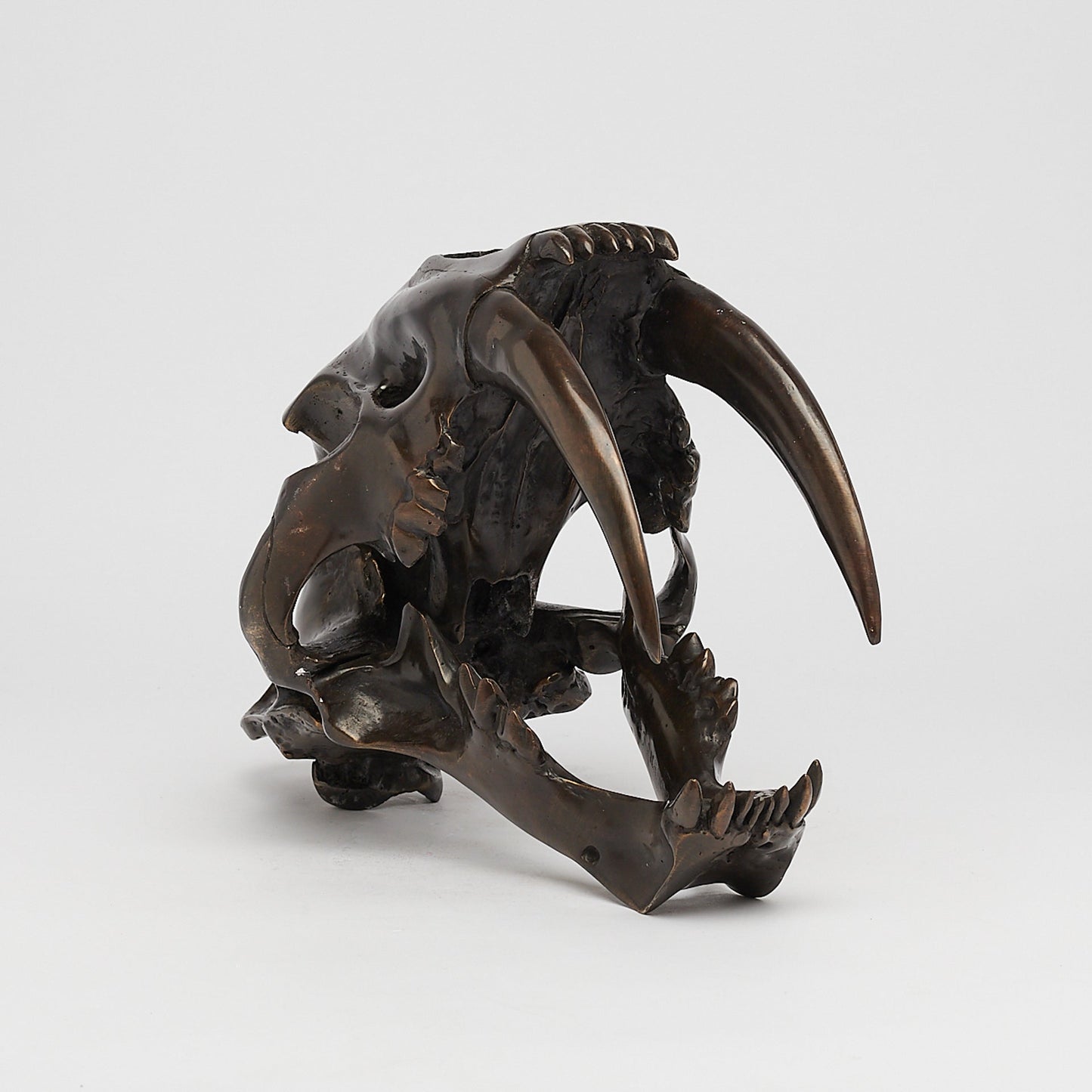 Bronze Sabertooth Tiger Skull (BR231, BR307, BR308, BR207)