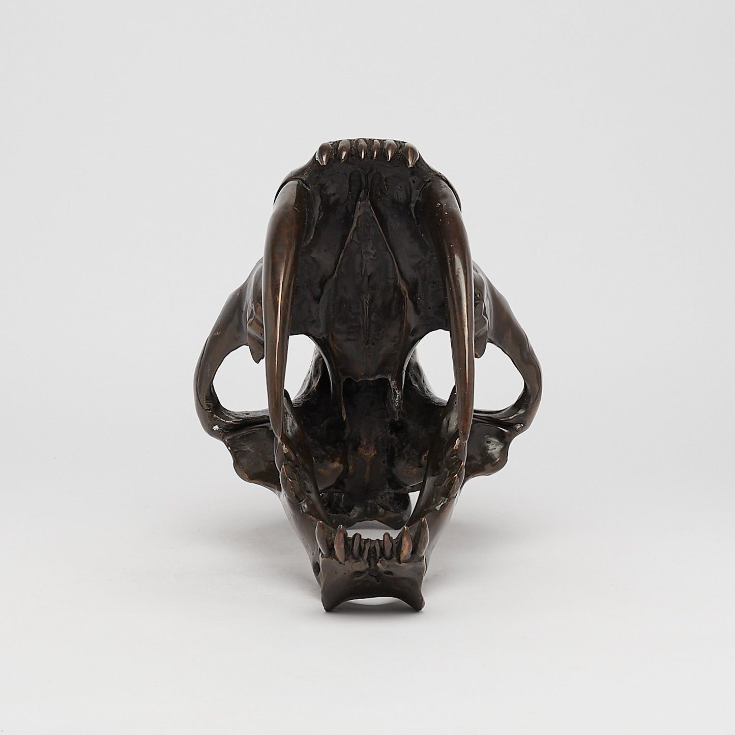 Bronze Sabertooth Tiger Skull (BR231, BR307, BR308, BR207)
