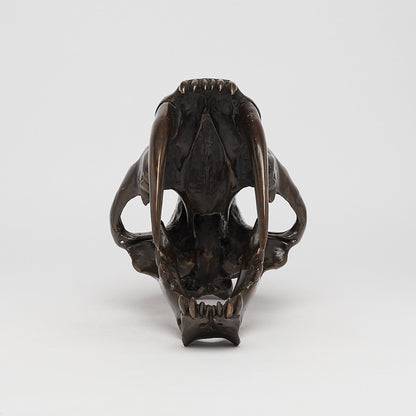 Bronze Sabertooth Tiger Skull (BR231, BR307, BR308, BR207)