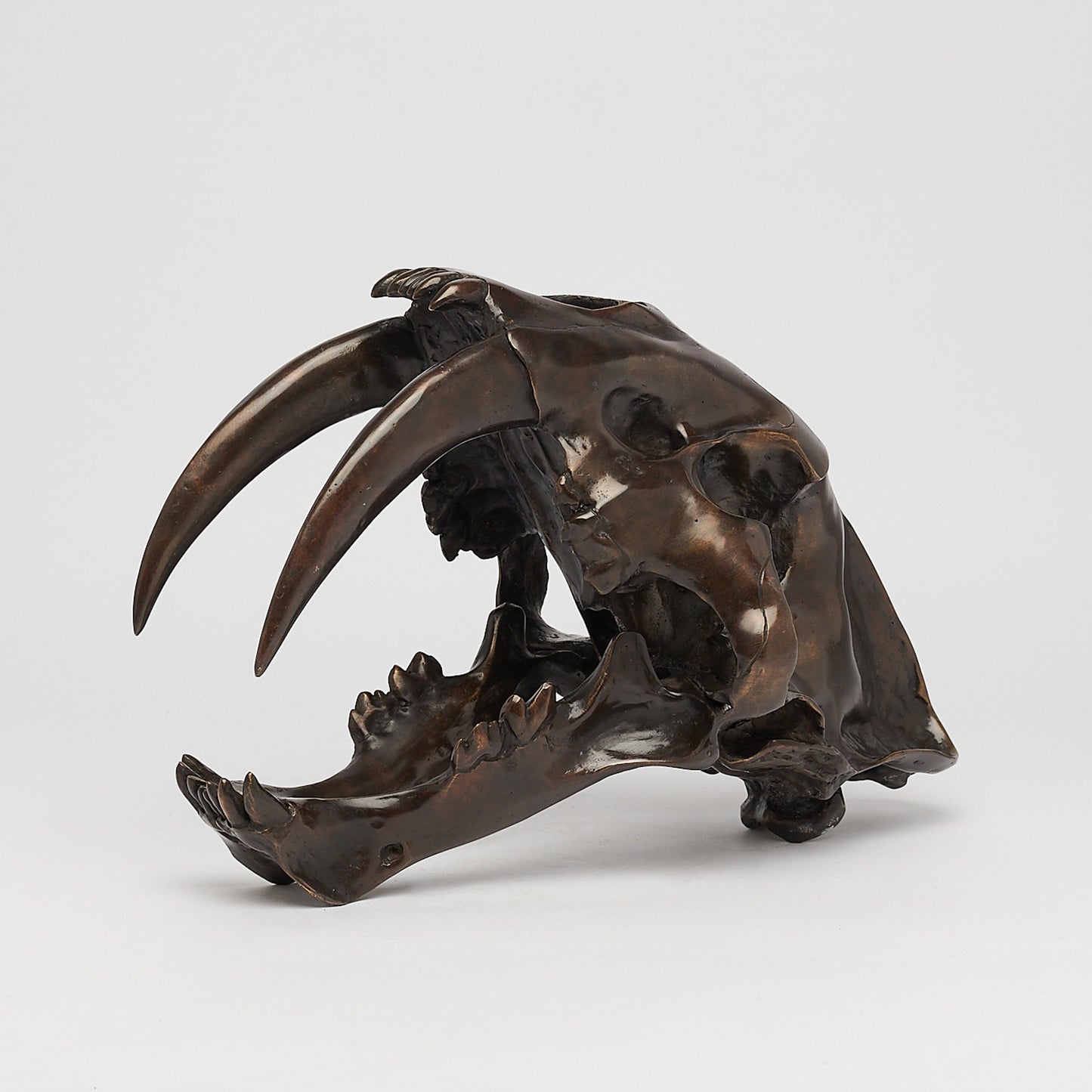 Bronze Sabertooth Tiger Skull (BR231, BR307, BR308, BR207)