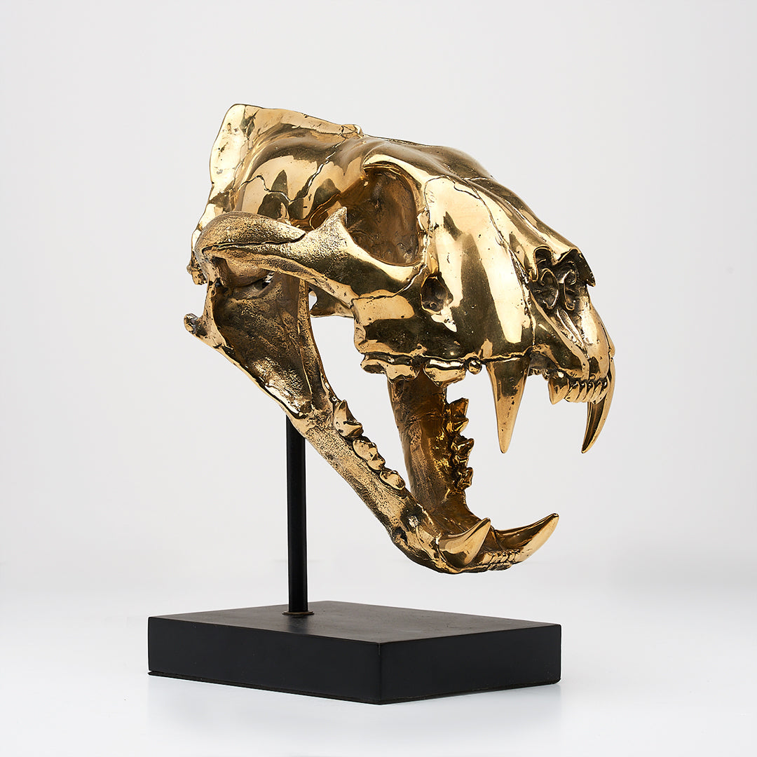 Sumatra-Tiger-Schädel