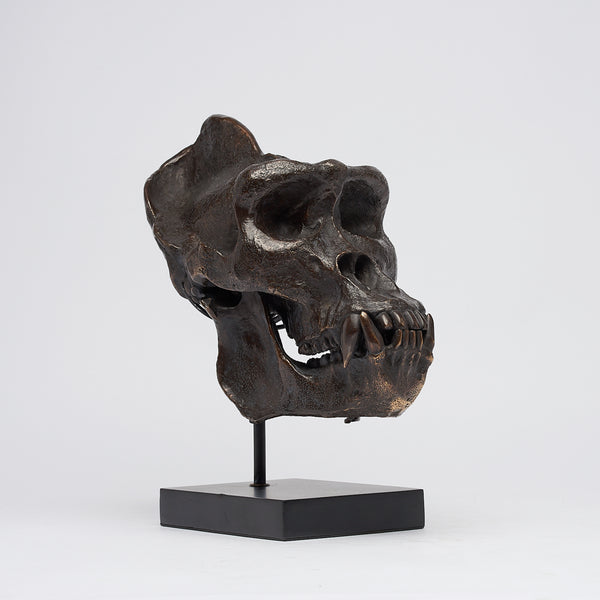 Dschungelkönig Gorilla-Schädel