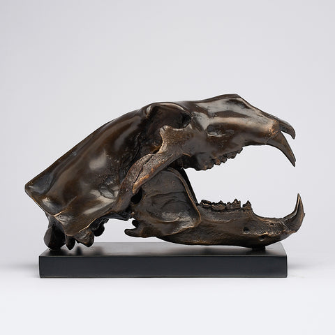 Arktischer Eisbär-Schädel