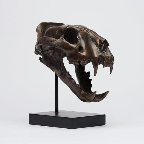 Sumatra-Tiger-Schädel