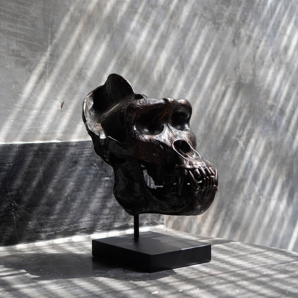 Dschungelkönig Gorilla-Schädel
