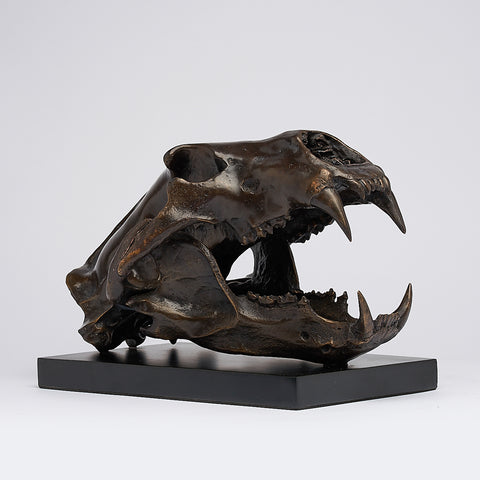 Arktischer Eisbär-Schädel