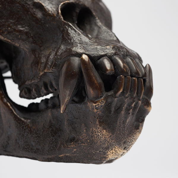 Dschungelkönig Gorilla-Schädel