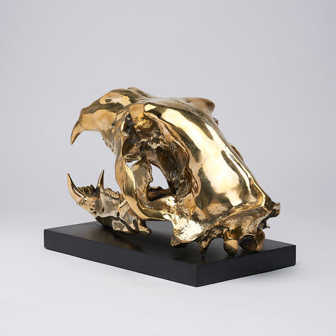 Arktischer Eisbär-Schädel