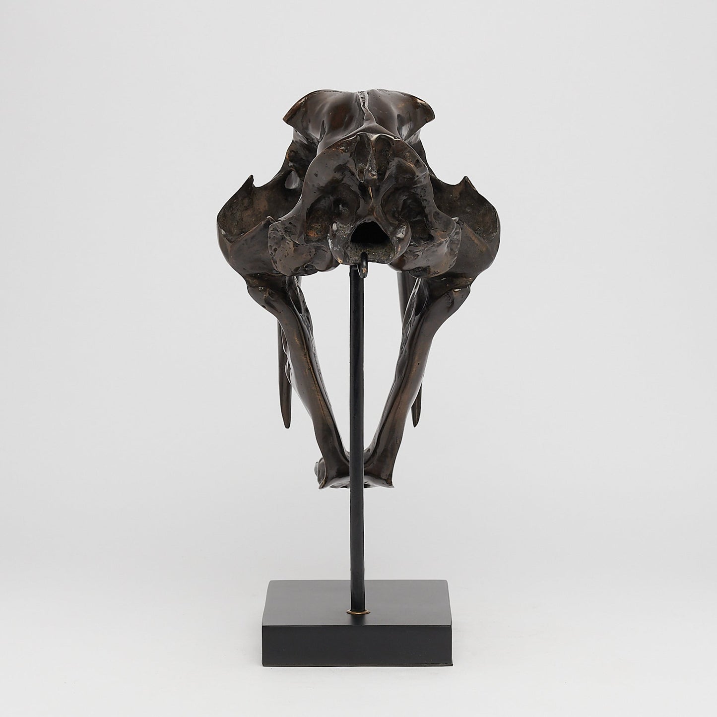 Bronze Sabertooth Tiger Skull (BR231, BR307, BR308, BR207)