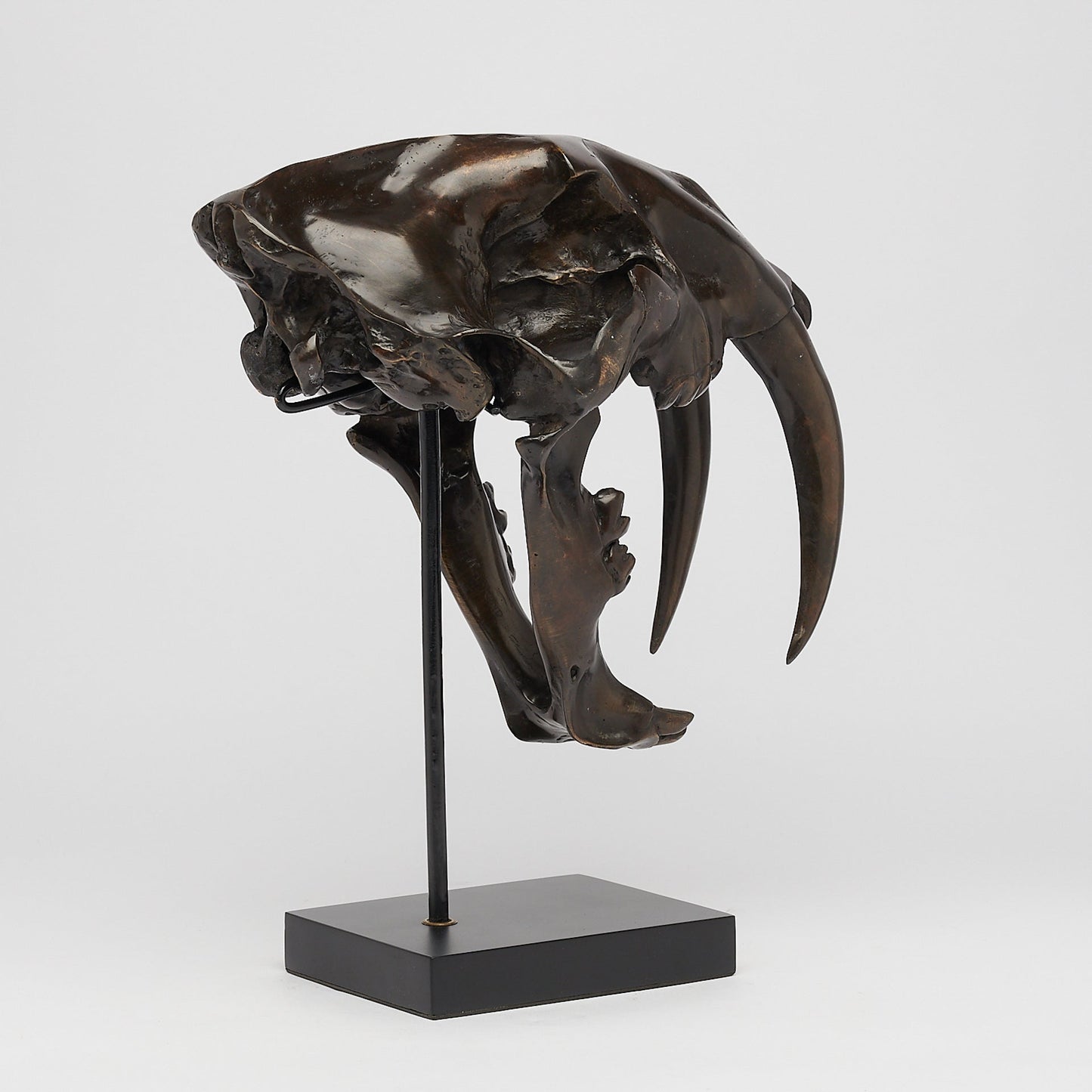Bronze Sabertooth Tiger Skull (BR231, BR307, BR308, BR207)