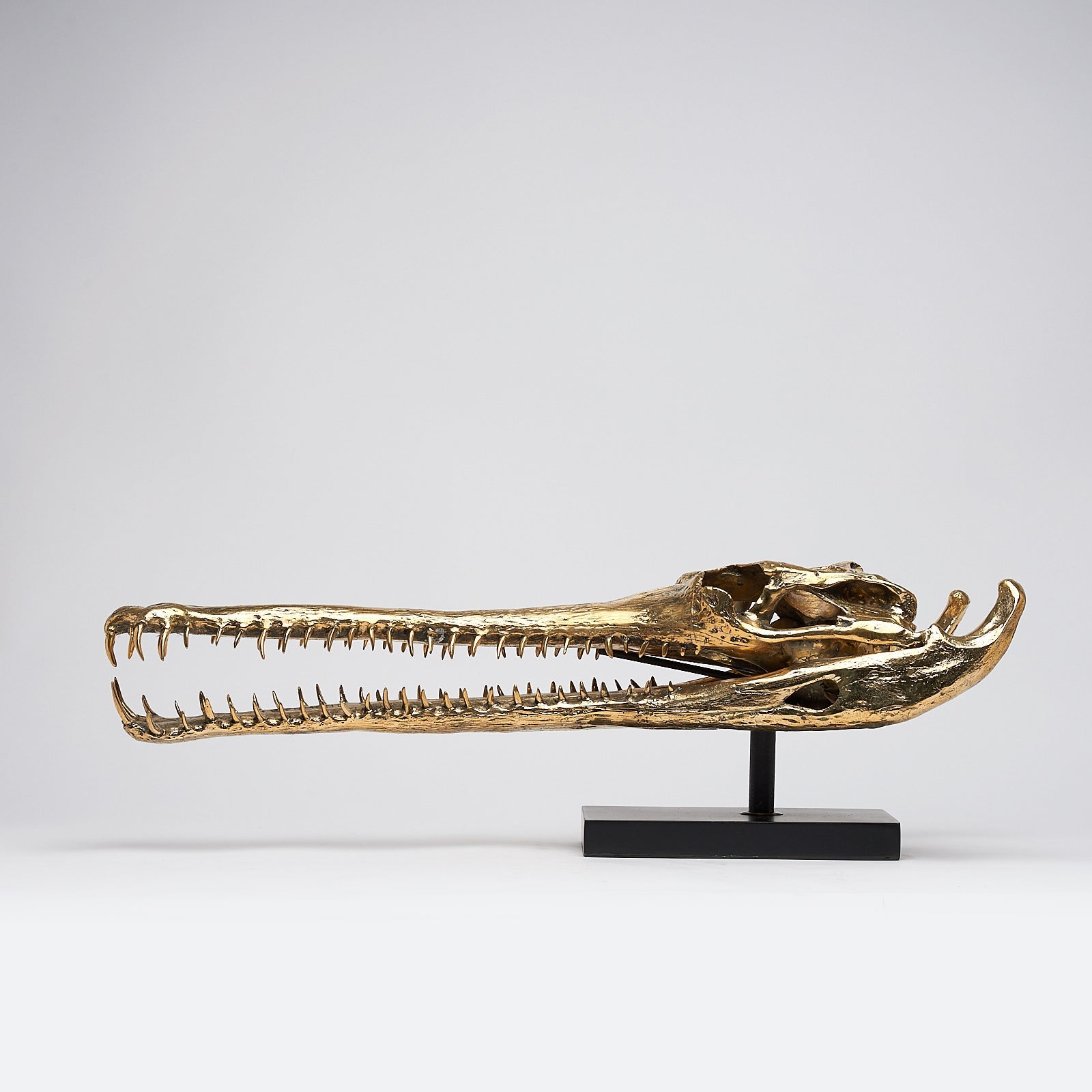 Großer Gharial-Schädel
