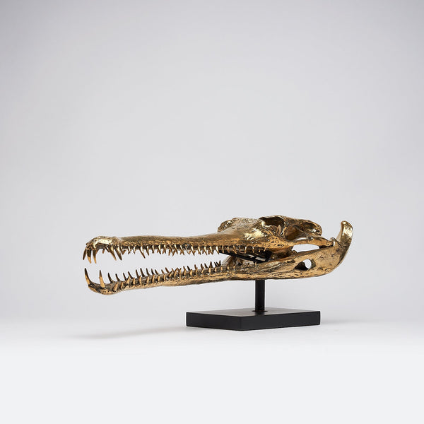 Großer Gharial-Schädel