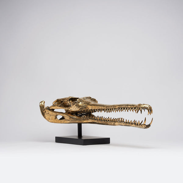 Großer Gharial-Schädel