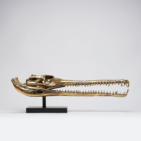 Großer Gharial-Schädel