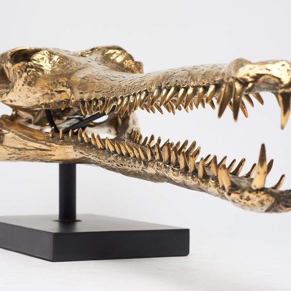 Großer Gharial-Schädel